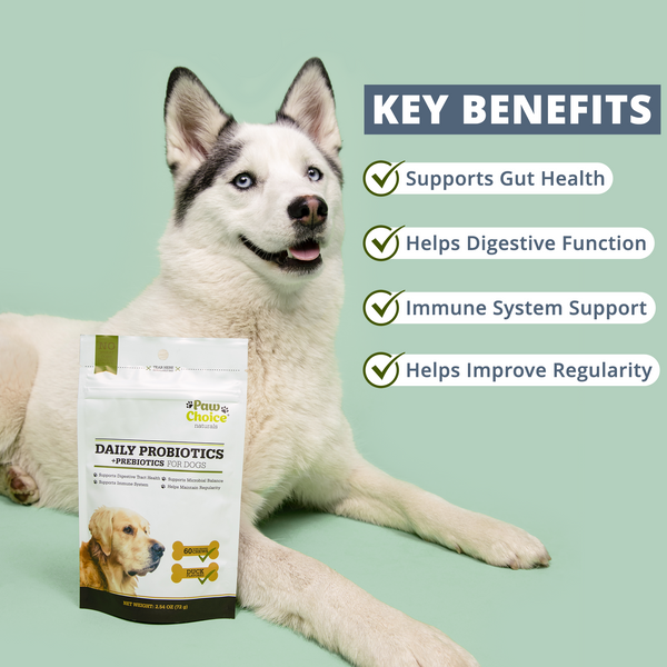 5 Reasons Why Probiotic Chews for Dogs Are a Game-Changer for Gut